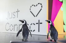 Эти очаровательные пингвины гуляют по музеям Чикаго, чтобы поддержать их в тяжелое время