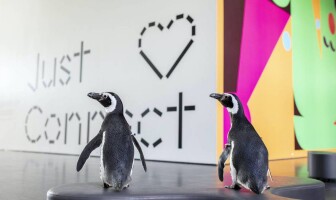Эти очаровательные пингвины гуляют по музеям Чикаго, чтобы поддержать их в тяжелое время