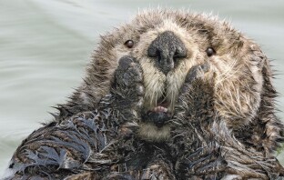 18 смешных фотографий животных, которые сделают ваш день