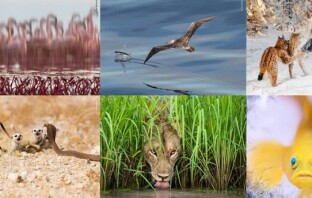 14 потрясающих фото, которые обязаны стать победителями Wildlife Photographer of the Year 2018