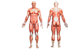 7 лекций по рисованию анатомии человека