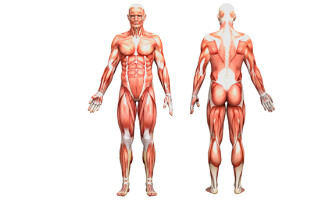7 лекций по рисованию анатомии человека