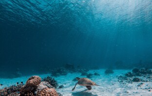 Этот алгоритм научился «удалять» воду из подводных фотографий – результаты восхитительны