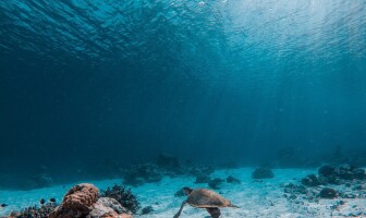 Этот алгоритм научился «удалять» воду из подводных фотографий – результаты восхитительны