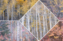 Советы пейзажной фотографии: как лучше всего снимать деревья и леса