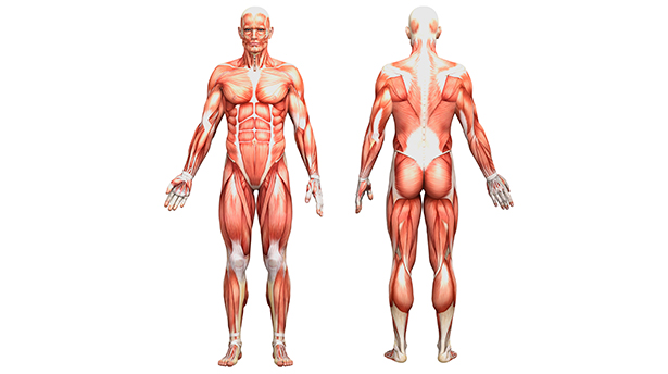 7 лекций по анатомии рисования человека