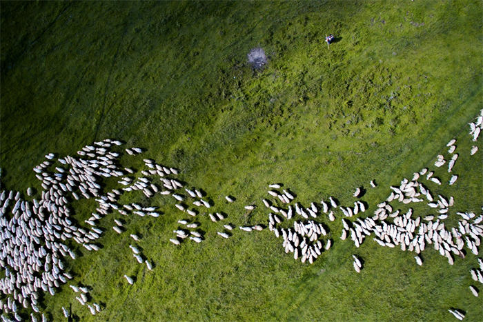 swarm-of-sheep